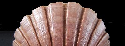 Pecten albicans